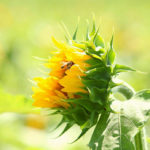 Sunflower-6-1040w